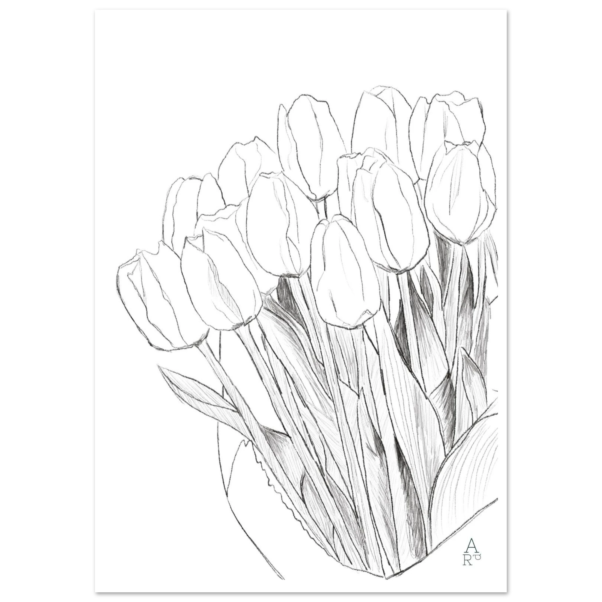 Tulip bouquet — illustration originale au crayon