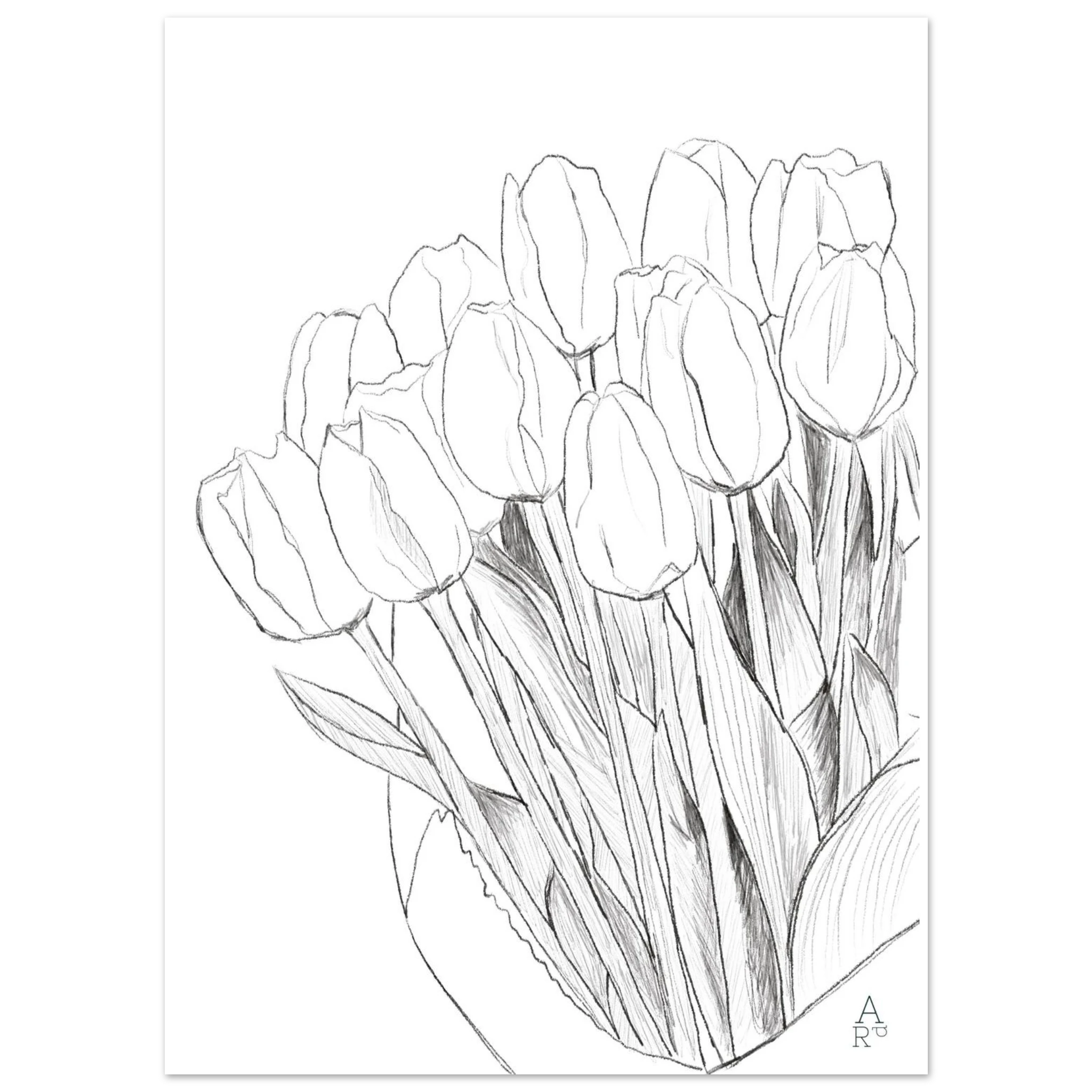 Tulip bouquet — illustration originale au crayon, décoration