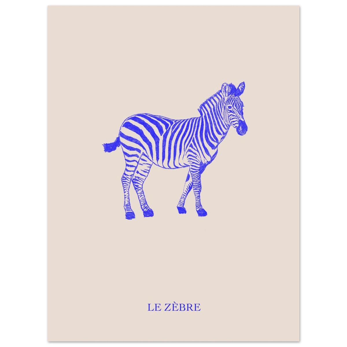 Le zèbre, version bleu électrique, affiche illustrée au crayon par Aude de Riberolles – visuel 3