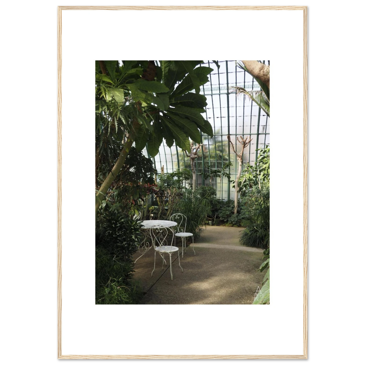 Serre parisienne N°1, photographie de palmiers et feuillages sous une verrière à Paris – Aude de Riberolles
